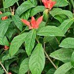 Ruellia chartacea Leaf