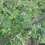 Robinia hispida Cvet