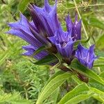 Gentiana asclepiadeaFlor