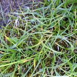 Carex frigida Mosusu