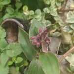 Tradescantia cerinthoides Kwiat