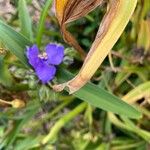 Tradescantia occidentalis Kukka