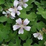 Geranium renardii Flower