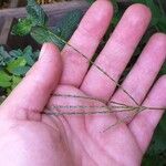 Digitaria ciliaris Blatt