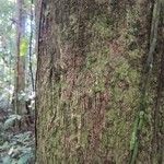 Lecythis idatimon Bark