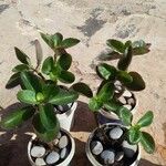 Kalanchoe crenata 整株植物