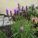 Liatris spicataFleur