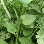 Phyteuma ovatum 葉