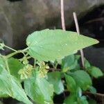 Scutellaria lateriflora Leaf