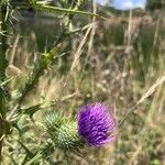 Cirsium vulgareFlower