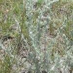 Artemisia tridentata Leaf