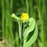 Lathyrus aphaca Çiçek