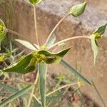 Euphorbia terracina Virág
