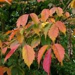 Acer cissifolium Folha