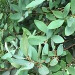 Euclea crispa برگ