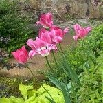 Tulipa didieri Blomst