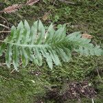 Polypodium californicum Hoja