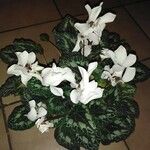 Cyclamen persicum Blüte
