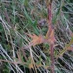 Cirsium vulgare Лист