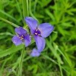 Tradescantia occidentalis Fiore