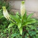 Eucomis autumnalis आदत