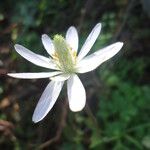 Anemone berlandieri Flower