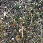 Galeopsis segetum Habit