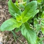 Epilobium hirsutumBlad