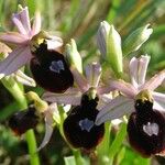 Ophrys magniflora Mosusu