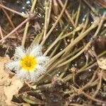 Nymphoides indica Кветка