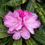 Rhododendron degronianum Floro