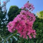 Lagerstroemia indica花