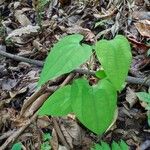 Aristolochia goudotii