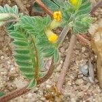 Ornithopus compressus 花