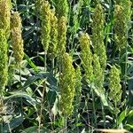 Sorghum bicolorÕis