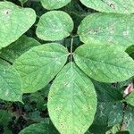 Aralia nudicaulis List