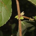 Gouania velutina Leaf