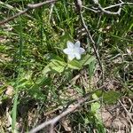 Lysimachia europaea Кветка