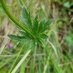 Ranunculus montanus Feuille