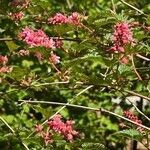 Neillia affinis Fleur