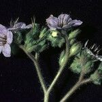 Phacelia bolanderi फूल