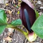 Arum pictum Fleur