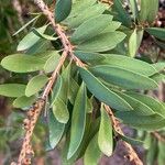 Melaleuca rugulosa Leaf