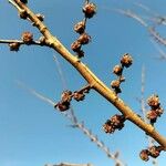 Ulmus pumila Žiedas