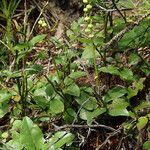 Orthilia secunda Likasa