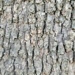 Platanus occidentalis 树皮