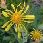 Hymenoxys hoopesii Flower