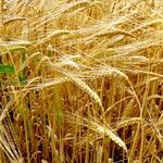 Hordeum vulgare Plante entière