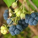 Rubus caesius Gyümölcs