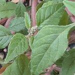 Amaranthus deflexusFolla